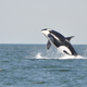 Illustration for article titled Evidence that Killer Whales Are Trying to Communicate with Dolphins
